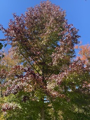 Liquidambar styraciflua