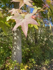 Liquidambar styraciflua