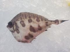 Grammicolepis brachiusculus