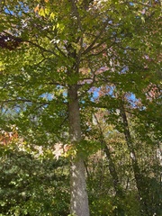 Liquidambar styraciflua