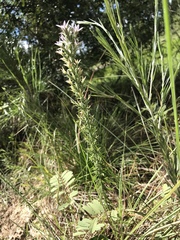 Liatris bridgesii