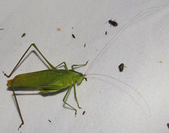 Scudderia curvicauda