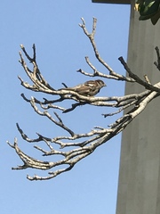 Passer domesticus