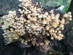 Fungi