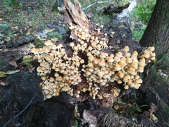 Fungi