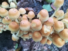 Fungi