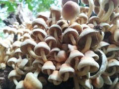 Fungi