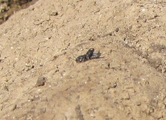 Ellipes minuta