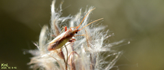 Stenotus rubrovittatus