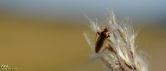 Stenotus rubrovittatus