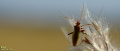 Stenotus rubrovittatus