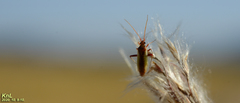 Stenotus rubrovittatus