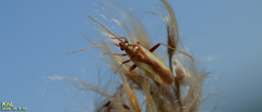 Stenotus rubrovittatus