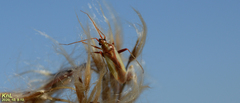 Stenotus rubrovittatus