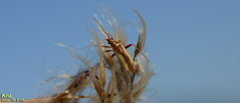 Stenotus rubrovittatus