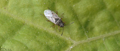 Nysius plebeius