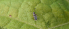 Nysius plebeius