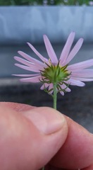 Galatella meyendorffii