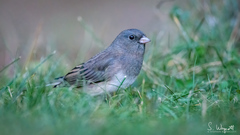 Junco hyemalis image