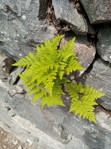 Davallia canariensis