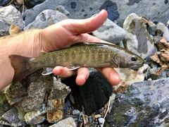 Salvelinus leucomaenis