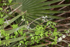 Fumaria bicolor