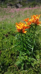 Lilium bulbiferum