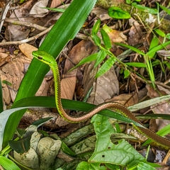 Cope's Parrot Snake photo 4