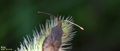 Homoeocerus dilatatus