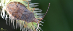 Homoeocerus dilatatus