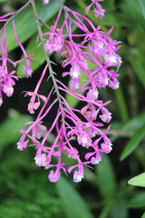 Epidendrum porphyreum