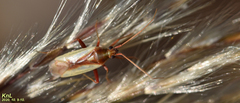 Stenotus rubrovittatus