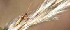 Stenotus rubrovittatus