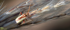 Stenotus rubrovittatus