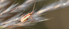 Stenotus rubrovittatus