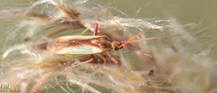 Stenotus rubrovittatus