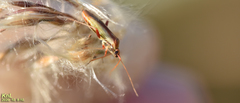 Stenotus rubrovittatus