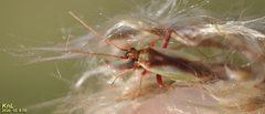 Stenotus rubrovittatus