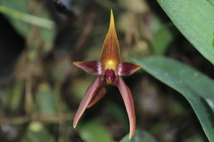 Bulbophyllum nymphopolitanum