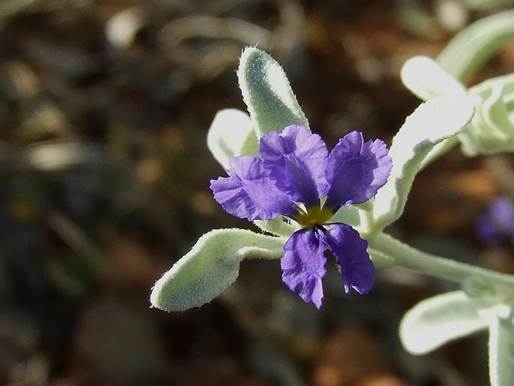 Dampiera incana