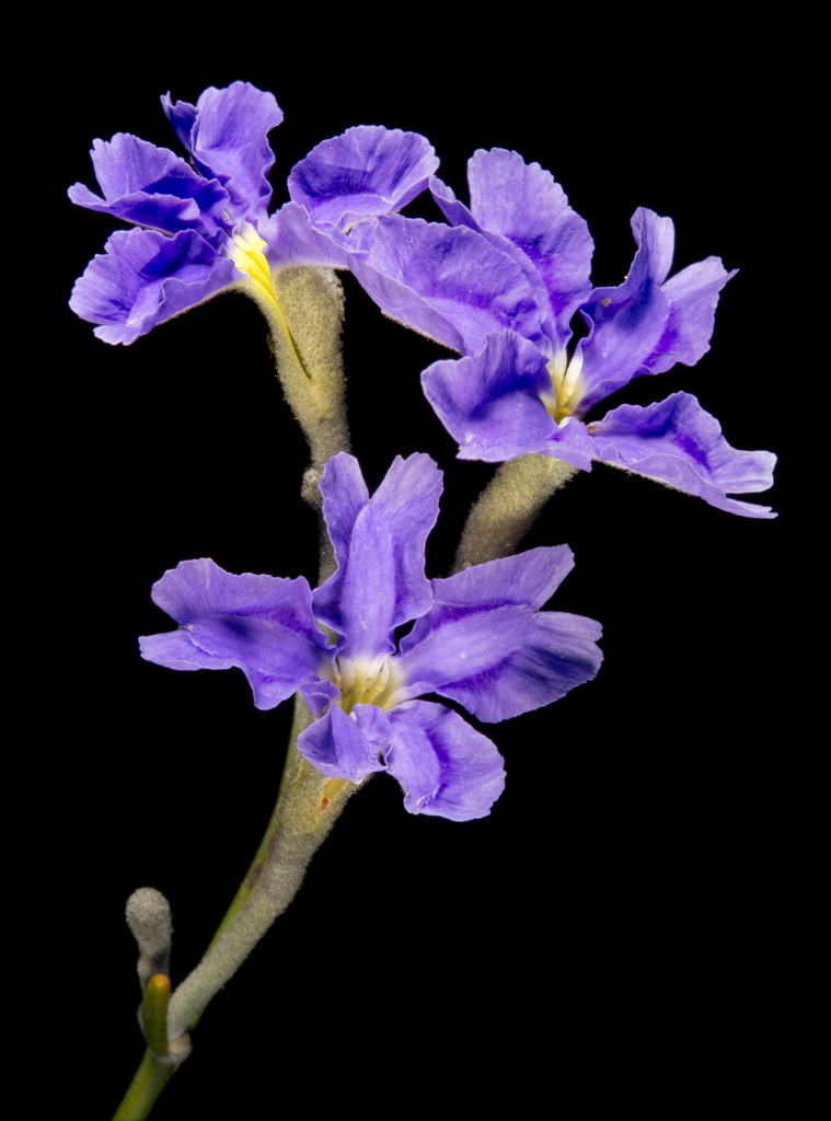 Dampiera stenostachya