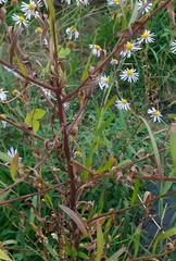 Galatella meyendorffii