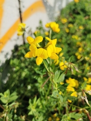 Lotus corniculatus