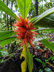 Columnea purpurata