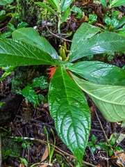 Columnea purpurata