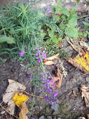 Linaria purpurea