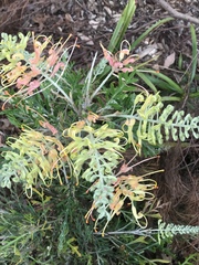 Grevillea robusta