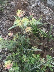 Grevillea robusta