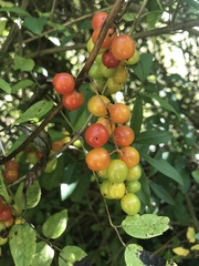 Schisandra