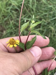 Acmella oppositifolia
